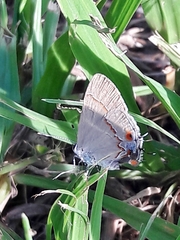 Arzecla tucumanensis