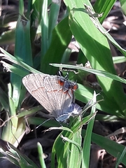 Arzecla tucumanensis