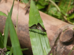 Callimormus radiola radiola