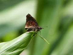 Noctuana haematospila