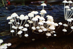 Filoboletus