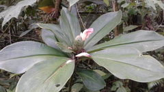 Costus amazonicus