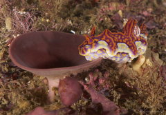 Miamira flavicostata