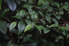 Backhousia myrtifolia