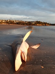 Carcharhinus brachyurus