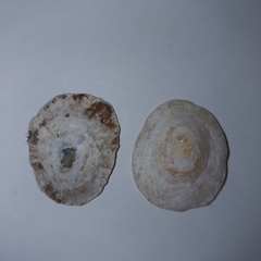 Patella caerulea