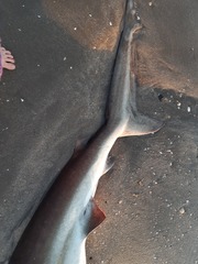 Carcharhinus brachyurus