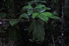 Gmelina leichhardtii