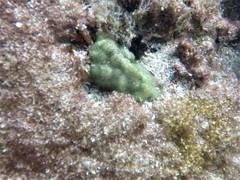 Porites panamensis