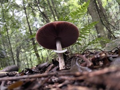 Agaricus austrovinaceus