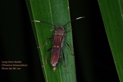 Thranius bimaculatus
