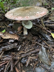 Agaricus austrovinaceus