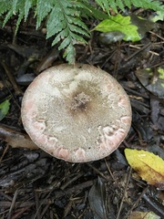Agaricus austrovinaceus