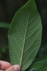 Gmelina leichhardtii