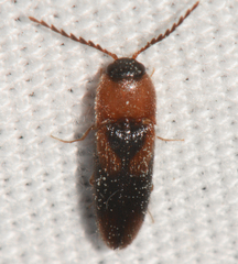 Ampedus areolatus