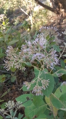 Eremosis barbinervis