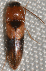 Ampedus areolatus