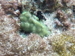 Porites panamensis
