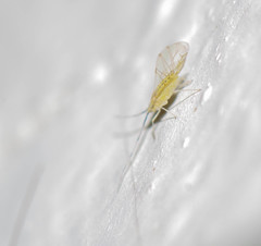 Takecallis arundinariae