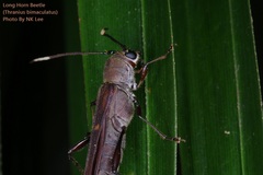 Thranius bimaculatus