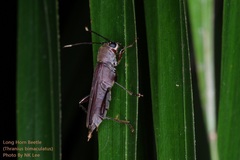 Thranius bimaculatus