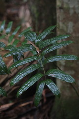Ripogonum discolor