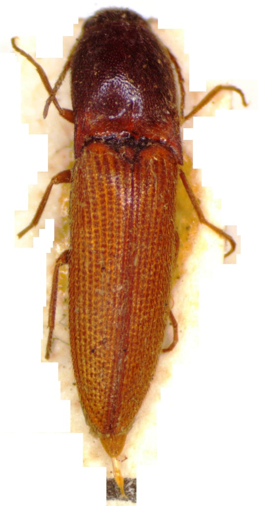 Megapenthes cinnamomeus