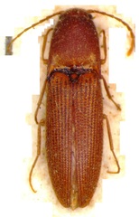 Megapenthes sobrinus