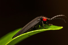 Pyractonema