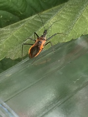 Gminatus australis