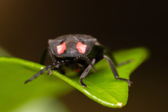 Pyractonema