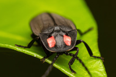 Pyractonema