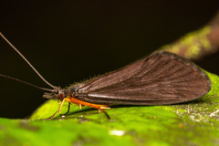 Leptoceroidea