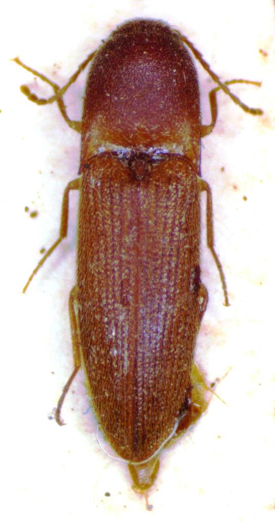 Megapenthes sobrinus