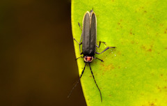 Mecopselaphus maculicollis