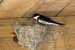 White-Throated Swallow photo 5