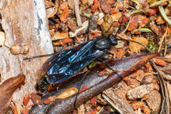 Elaphroptera nigripennis