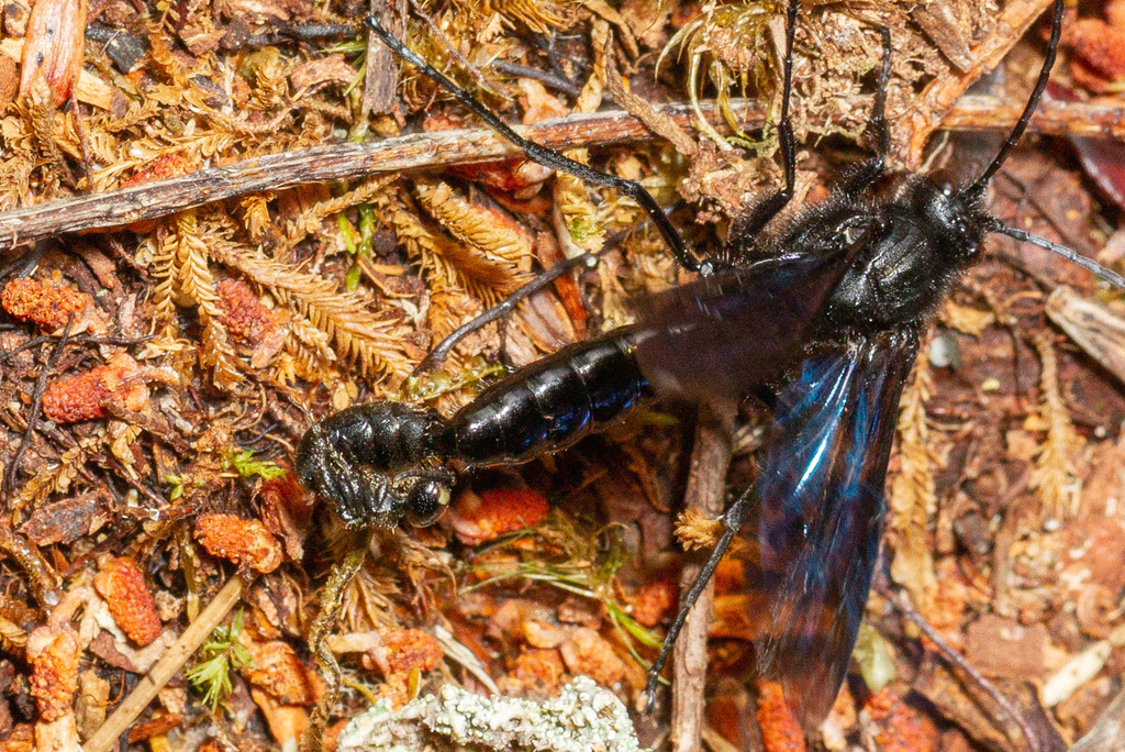 Elaphropterini