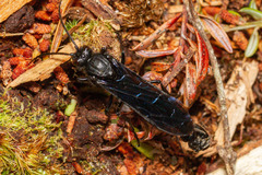 Elaphroptera nigripennis