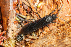 Elaphroptera nigripennis