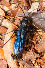 Elaphroptera nigripennis