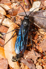 Elaphroptera nigripennis