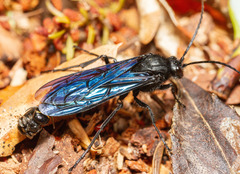 Elaphroptera nigripennis