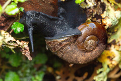 Macrocyclis peruvianus