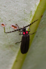 Pyractonema