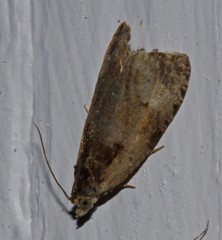 Olethreutes punctanum