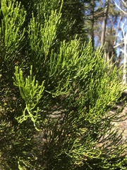 Callitris endlicheri