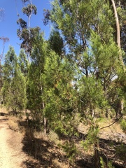 Callitris endlicheri