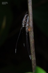 Nyctimenius varicornis