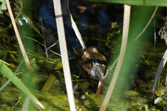 Lithobates grylio